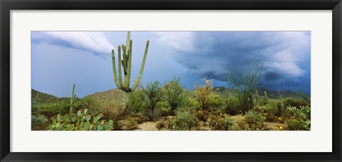 Framed Cacti growing at Saguaro National Park, Tucson, Arizona Print