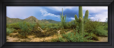 Framed Saguaro cactus (Carnegiea gigantea) in a desert, Saguaro National Park, Arizona Print