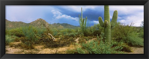 Framed Saguaro cactus (Carnegiea gigantea) in a desert, Saguaro National Park, Arizona Print