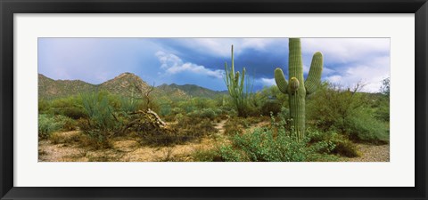 Framed Saguaro cactus (Carnegiea gigantea) in a desert, Saguaro National Park, Arizona Print