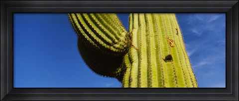 Framed Low angle view of Saguaro cactus (Carnegiea gigantea), Saguaro National Park, Arizona, USA Print