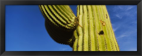 Framed Low angle view of Saguaro cactus (Carnegiea gigantea), Saguaro National Park, Arizona, USA Print