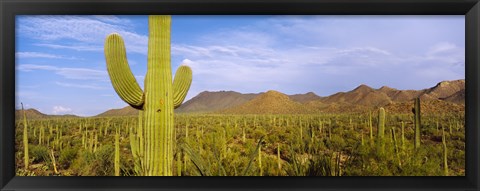 Framed Cactus Field, Saguaro National Park, Arizona Print