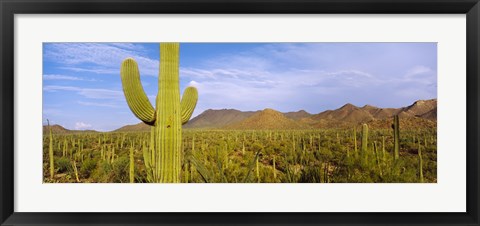 Framed Cactus Field, Saguaro National Park, Arizona Print