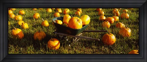 Framed Wheelbarrow in Pumpkin Patch, Half Moon Bay, California, USA Print