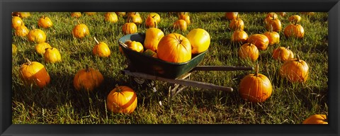 Framed Wheelbarrow in Pumpkin Patch, Half Moon Bay, California, USA Print