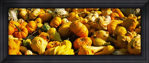 Framed Pumpkins and gourds in a farm, Half Moon Bay, California, USA Print