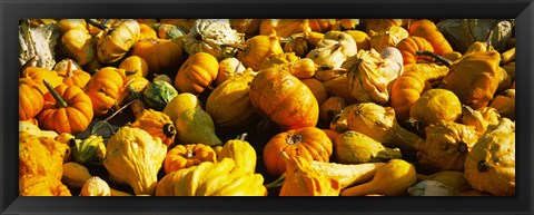 Framed Pumpkins and gourds in a farm, Half Moon Bay, California, USA Print