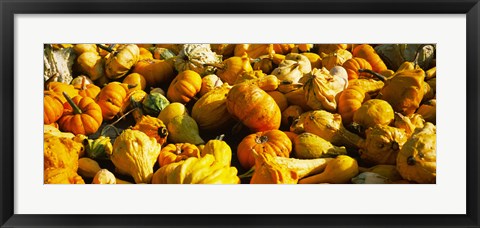 Framed Pumpkins and gourds in a farm, Half Moon Bay, California, USA Print