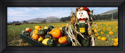 Framed Scarecrow in Pumpkin Patch, Half Moon Bay, California (horizontal) Print