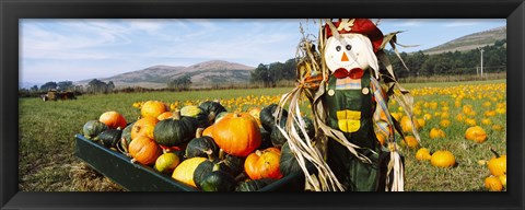 Framed Scarecrow in Pumpkin Patch, Half Moon Bay, California (horizontal) Print