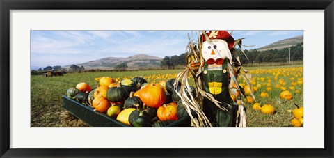 Framed Scarecrow in Pumpkin Patch, Half Moon Bay, California (horizontal) Print