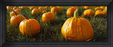 Framed Close Up of Pumpkins in a  Field, Half Moon Bay, California Print