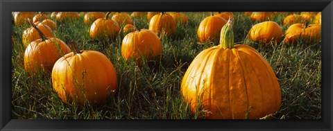 Framed Close Up of Pumpkins in a  Field, Half Moon Bay, California Print