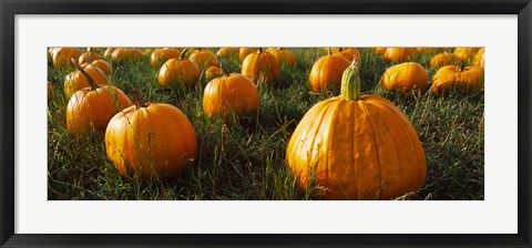 Framed Close Up of Pumpkins in a  Field, Half Moon Bay, California Print