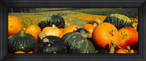 Framed Pumpkin Field, Half Moon Bay, California Print