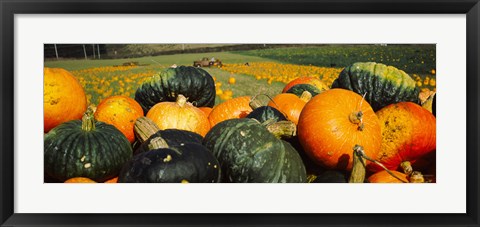 Framed Pumpkin Field, Half Moon Bay, California Print