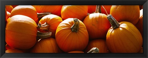 Framed Pumpkins, Half Moon Bay, California, USA Print