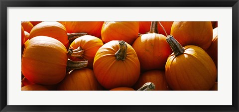 Framed Pumpkins, Half Moon Bay, California, USA Print