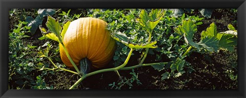 Framed Pumpkin growing in a field, Half Moon Bay, California, USA Print