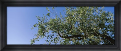 Framed Low angle view of a tree branch against blue sky, San Rafael Valley, Arizona, USA Print