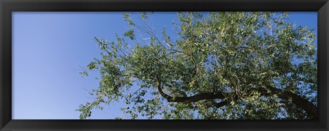 Framed Low angle view of a tree branch against blue sky, San Rafael Valley, Arizona, USA Print