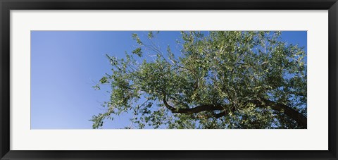 Framed Low angle view of a tree branch against blue sky, San Rafael Valley, Arizona, USA Print