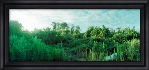 Framed Greenery along Fort Tilden Beach, Fort Tilden, Queens, New York City, New York State, USA Print