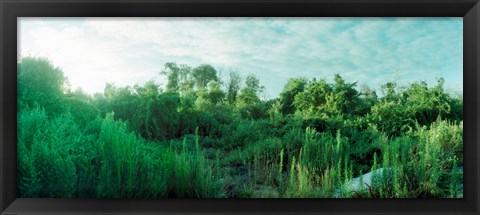 Framed Greenery along Fort Tilden Beach, Fort Tilden, Queens, New York City, New York State, USA Print