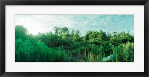 Framed Greenery along Fort Tilden Beach, Fort Tilden, Queens, New York City, New York State, USA Print