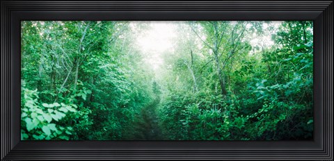 Framed Trail through the woods along Fort Tilden beach, Queens, New York City, New York State, USA Print