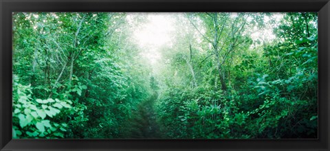 Framed Trail through the woods along Fort Tilden beach, Queens, New York City, New York State, USA Print