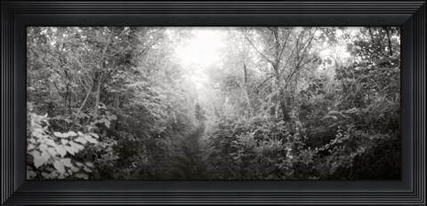 Framed Trail through the woods at Fort Tilden beach, Queens, New York City, New York State, USA Print