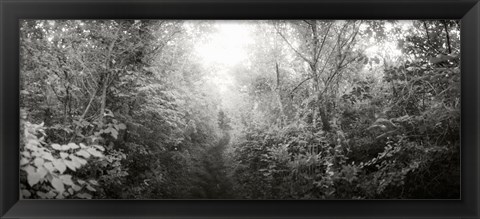 Framed Trail through the woods at Fort Tilden beach, Queens, New York City, New York State, USA Print