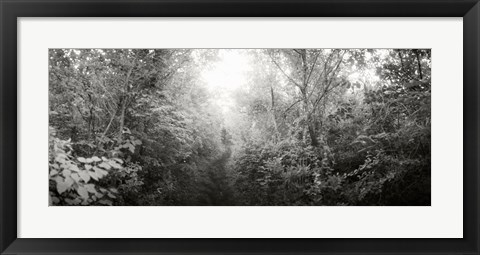 Framed Trail through the woods at Fort Tilden beach, Queens, New York City, New York State, USA Print