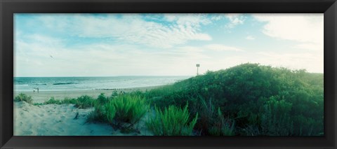 Framed Plants on the beach, Fort Tilden Beach, Fort Tilden, Queens, New York City, New York State, USA Print