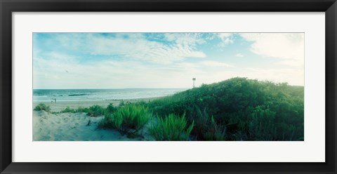 Framed Plants on the beach, Fort Tilden Beach, Fort Tilden, Queens, New York City, New York State, USA Print