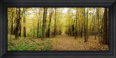 Framed Trail through the forest of the Catskills in Kaaterskill Falls, New York State Print