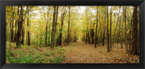 Framed Trail through the forest of the Catskills in Kaaterskill Falls, New York State Print