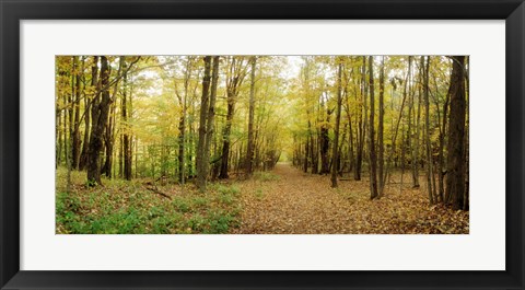 Framed Trail through the forest of the Catskills in Kaaterskill Falls, New York State Print