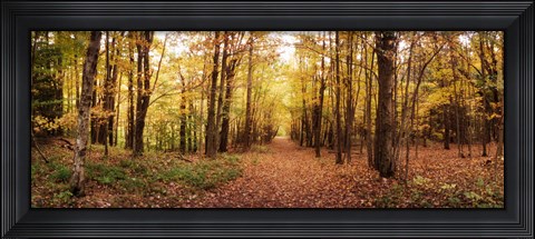 Framed Trail through the forest of the Catskills in Kaaterskill Falls in Autumn, New York State, USA Print