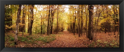 Framed Trail through the forest of the Catskills in Kaaterskill Falls in Autumn, New York State, USA Print