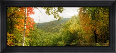 Framed Trees on mountain during autumn, Kaaterskill Falls area, Catskill Mountains, New York State Print