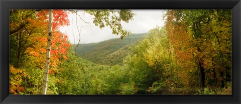 Framed Trees on mountain during autumn, Kaaterskill Falls area, Catskill Mountains, New York State Print
