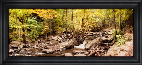 Framed Forest in the Catskill Mountains, New York State Print