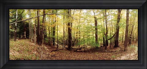 Framed Forest, Kaaterskill Falls area, Catskill Mountains, New York State Print