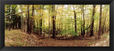 Framed Forest, Kaaterskill Falls area, Catskill Mountains, New York State Print