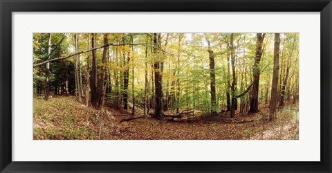 Framed Forest, Kaaterskill Falls area, Catskill Mountains, New York State Print
