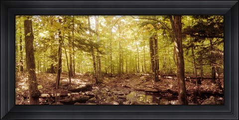 Framed Forest, Catskill Mountains, New York State, USA Print