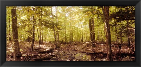 Framed Forest, Catskill Mountains, New York State, USA Print